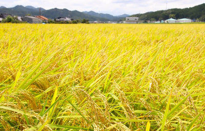 環境に優しく、おいしい　丹波篠山の稲が黄金色に…　新米までもう少し！