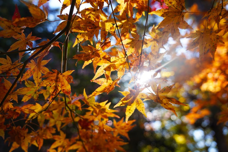 高蔵寺 紅葉