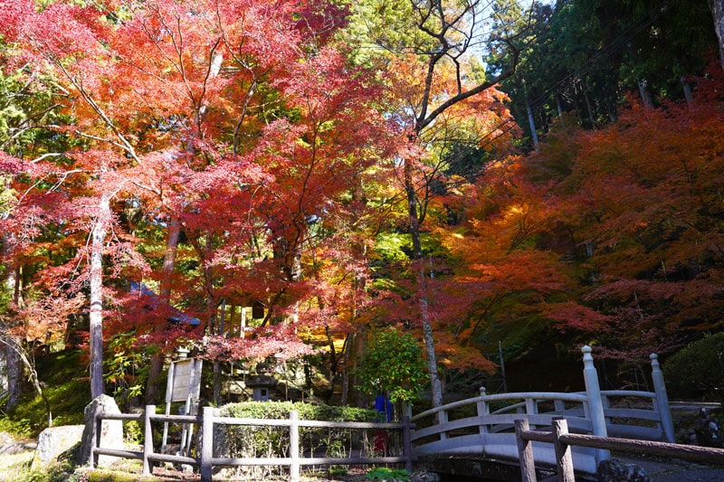 丹波篠山 紅葉