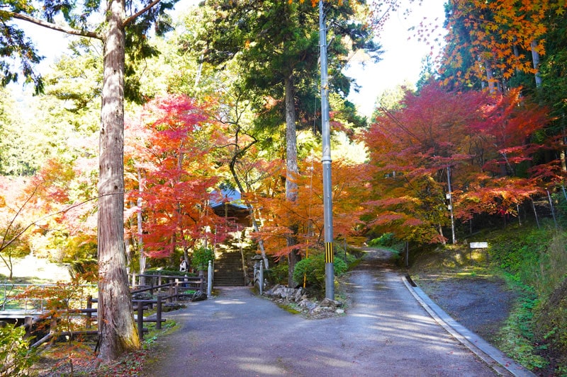 丹波篠山 もみじ狩り