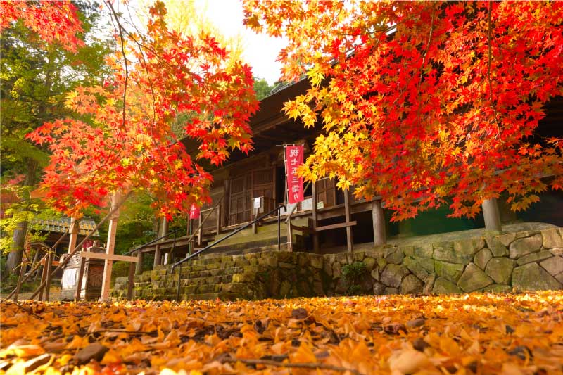 丹波篠山ぼたん鍋