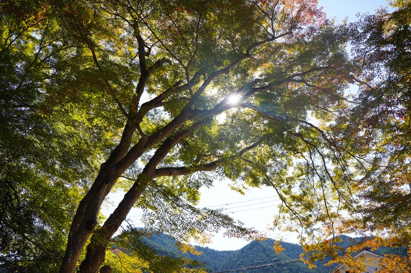 丹波篠山の秋