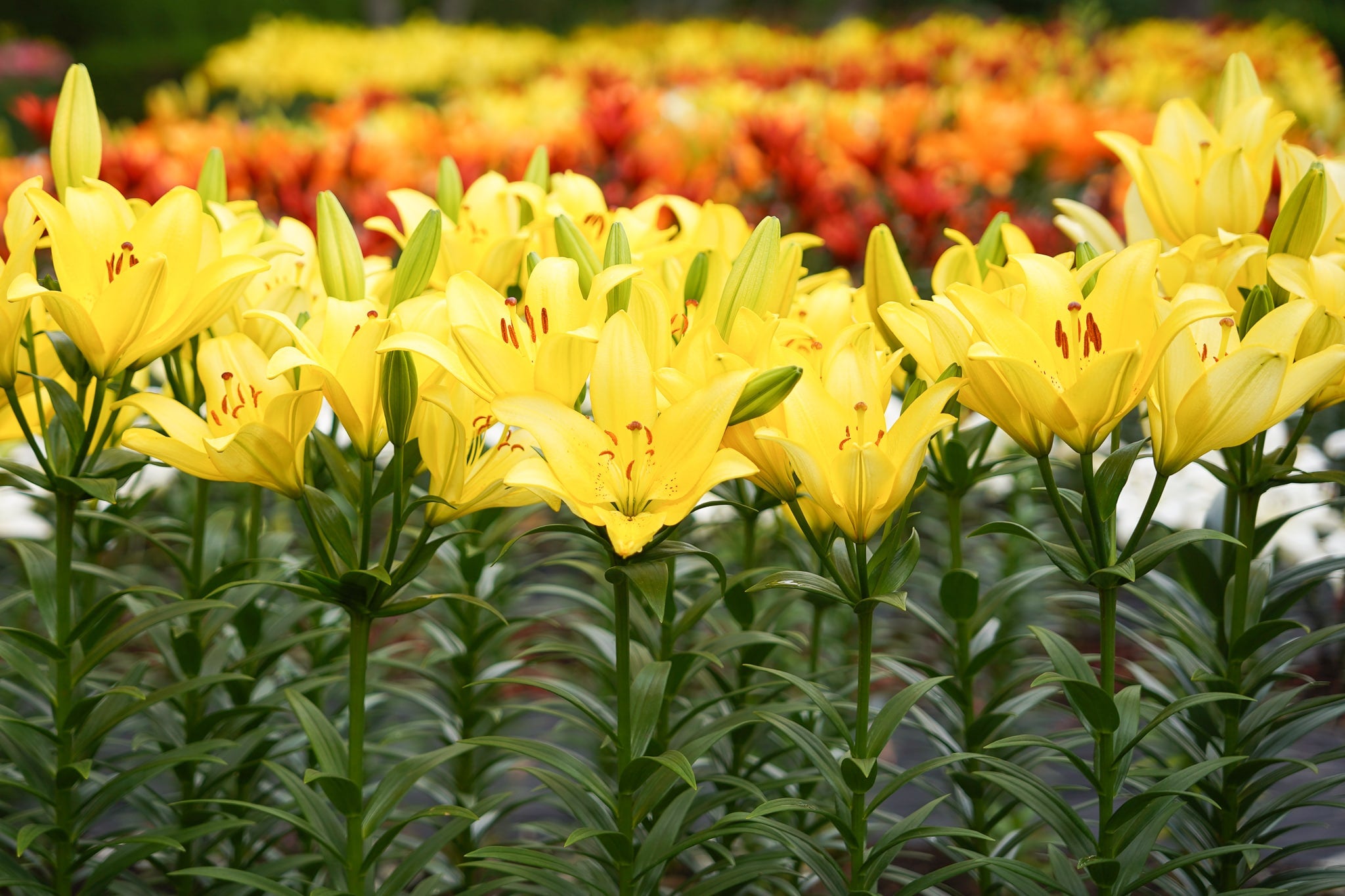 咲き乱れるユリの花